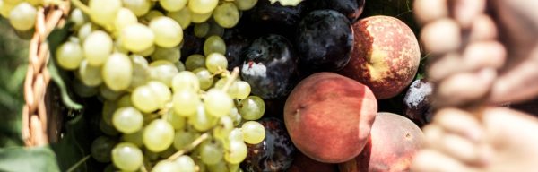 Tris di Marmellata Albicocca Bio - immagine 2
